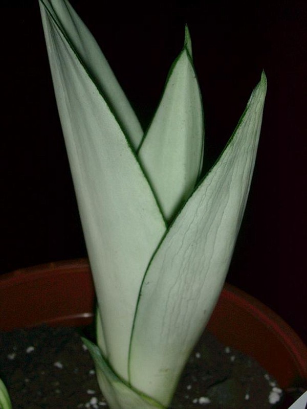 راهنمای نگهداری و پرورش گل و گیاهان زینتی - سانسیویریا مهتابی